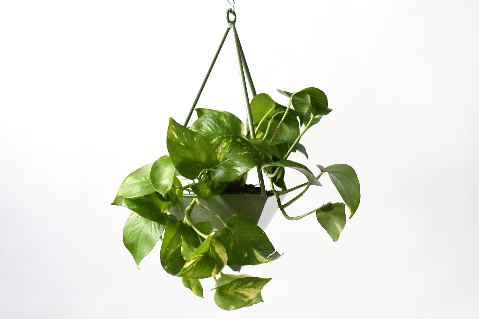 wall planter for pothos Pyramid Planter. Geometric Hanging Wall Planter